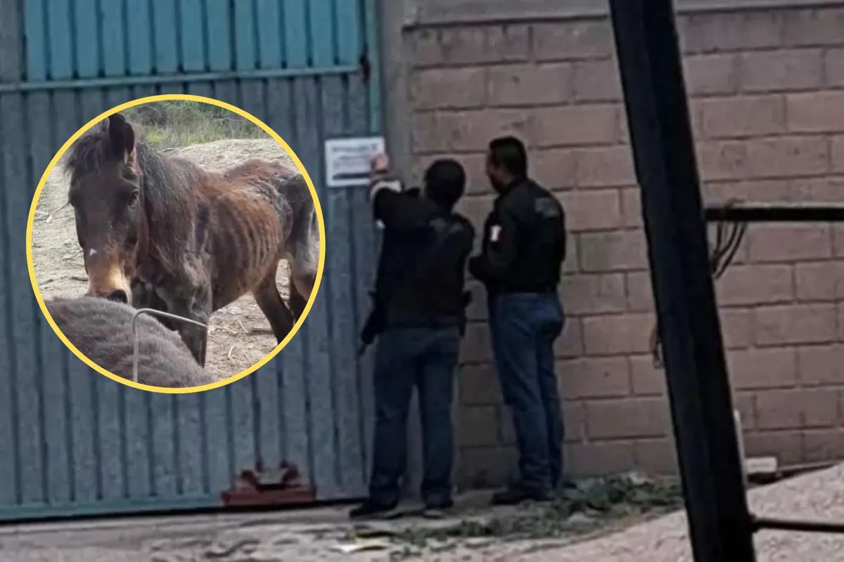 Rescatan 10 caballos en estado avanzado de desnutrición en Hidalgo