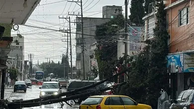 Árbol de gran tamaño cae y bloquea calle Aldama