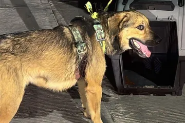 Rescatan a perrito con heridas graves en Ixmiquilpan