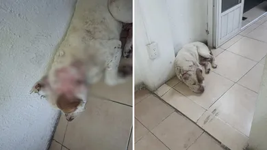 Un lomito fue atendido de emergencia tras ser localizado con lesiones severas. El caso ya está bajo investigación