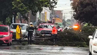 Lluvia provoca caída de árbol en Tizayuca