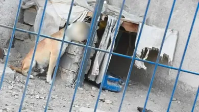 Estuvo a punto de asfixiarse: rescatan a perro encadenado tras denuncias en redes.
