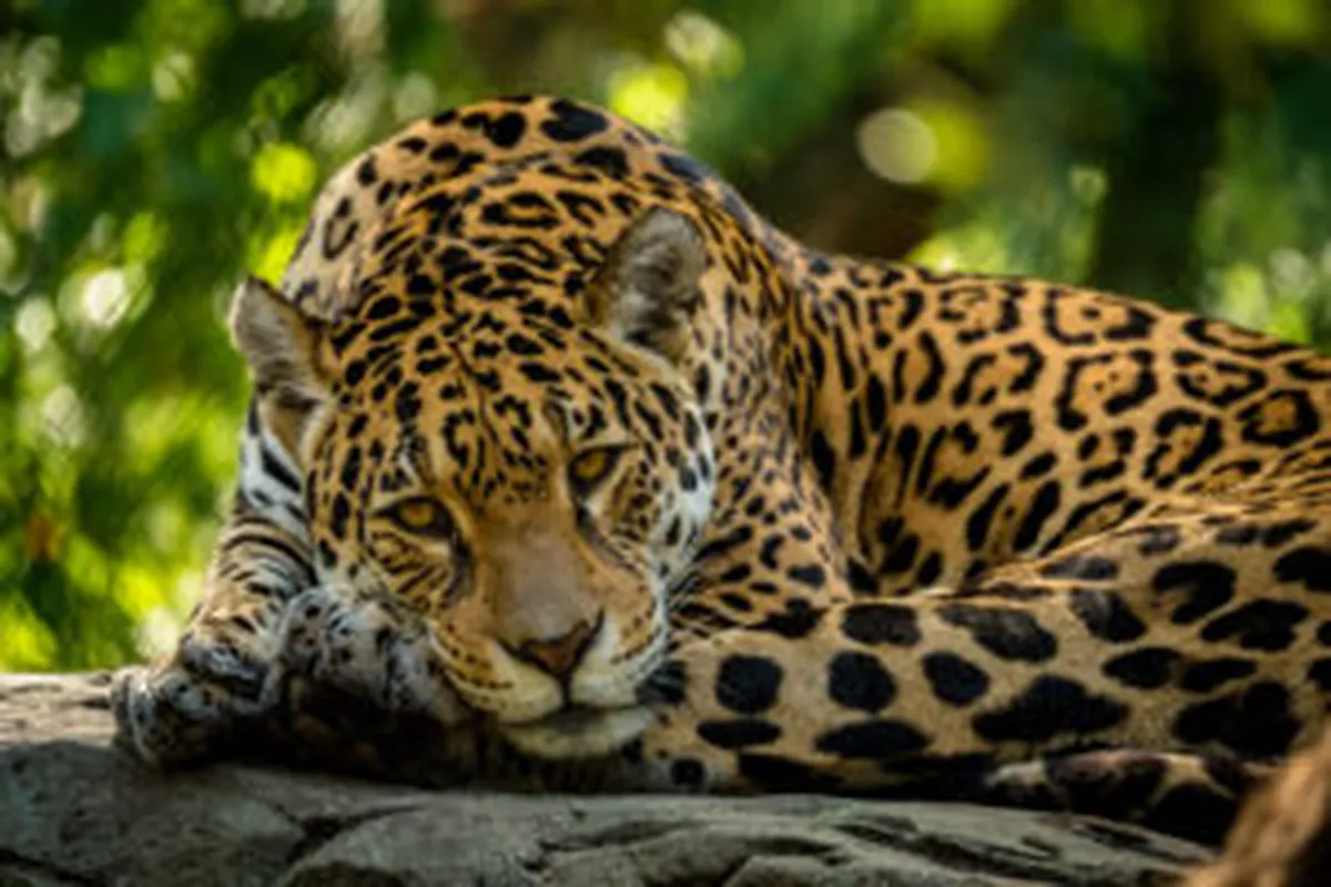 La Misión, primer municipio “amigable con el jaguar” en México