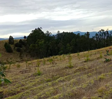¿Quieres ayudar al planeta? Únete a la reforestación masiva en Cuautepec