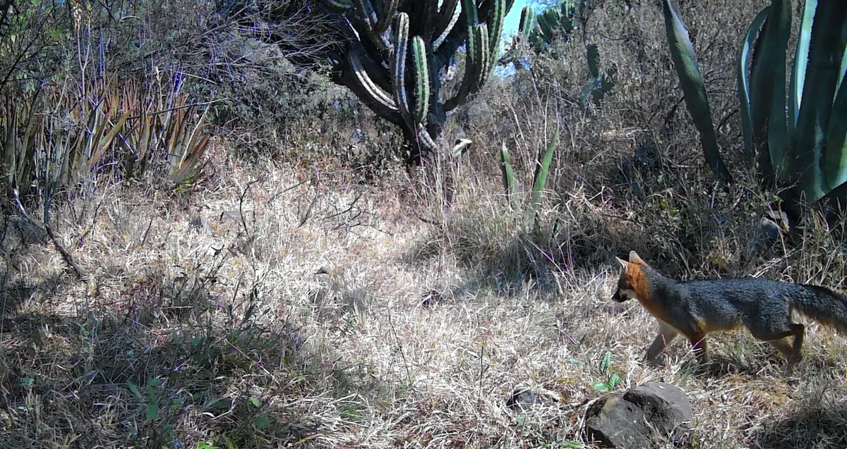 Cámaras trampa revelan la biodiversidad que aún habita en San Agustín Tlaxiaca.