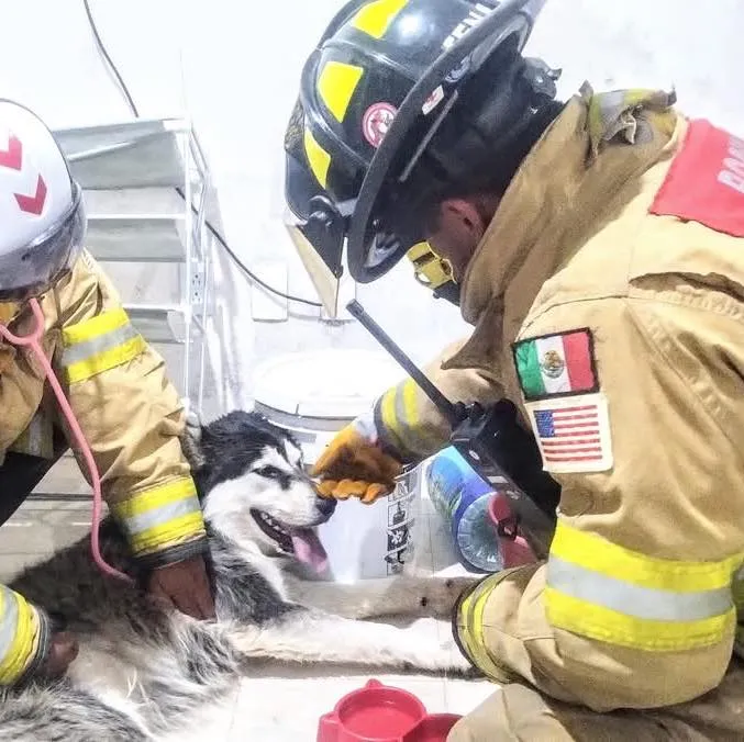 Rescatan a perrito atrapado en reja en Epazoyucan