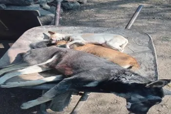 Perros envenenados en Tezontepec de Aldama