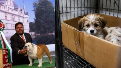 Escalan denuncias por venta de cachorros enfermos en Facebook e Instagram