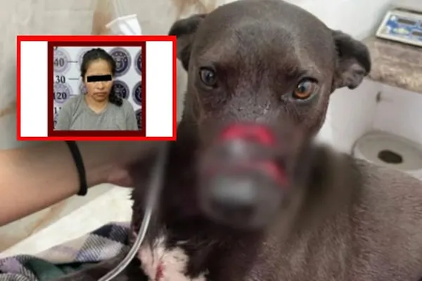 Giran orden de aprehnesión contra agresora de perra en San Antonio el Desmonte