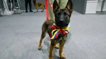 Venezuela dona cachorrita a México en agradecimiento por la ayuda brindada por el Ejército Mexicano tras los sismos del 24 de junio.