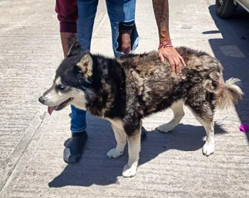 maltrato animal en Pachuca