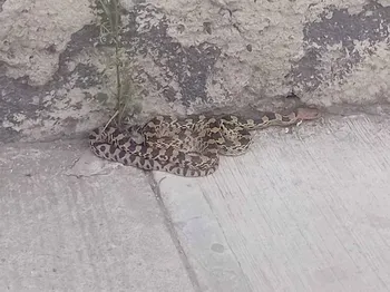 Serpiente cincuate localizada en Rancho Don Antonio, Tizayuca