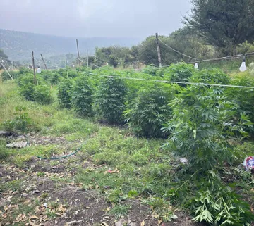 sembradío de marihuana en Tepeji