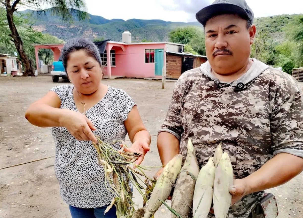 Desborde del río Santiago en Hidalgo afecta cultivos de siete localidades