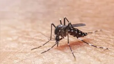 Casos de dengue en Hidalgo