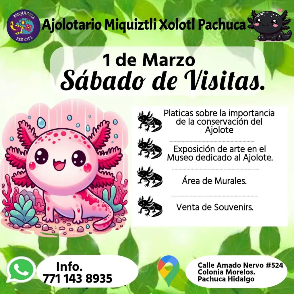 Visita el ajolotario en Pachuca y conoce más sobre esta especie