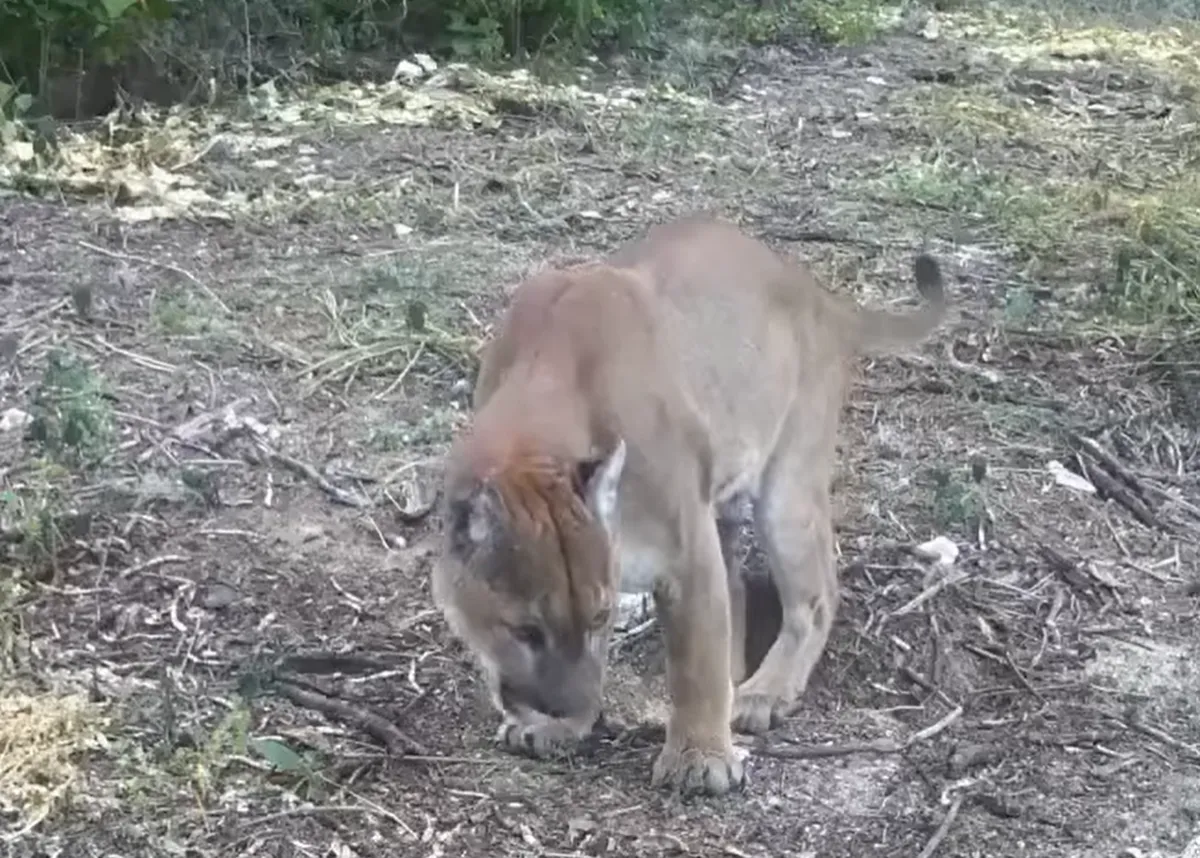 Avistan puma en Metztitlán: refuerzan medidas de conservación en la reserva