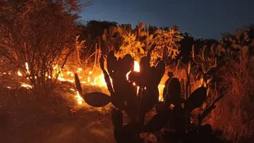 Incendios en Tepeji y Tula arrasan más de 2 mil hectáreas; continúan labores de contención