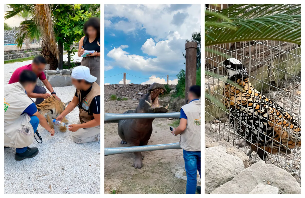 Aseguran en Hidalgo a un tigre, un hipopótamo y un faisán dorado ante falta de permisos