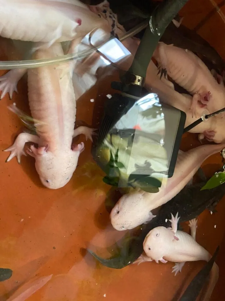 Día Nacional del Ajolote: ciencia, cultura y conservación en un solo símbolo