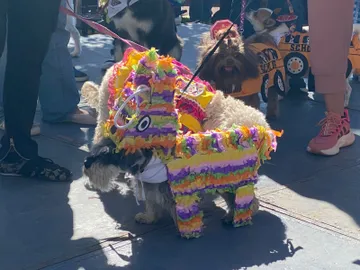 Personas y perros participan en actividades del Perro Fest 2026 en Pachuca.