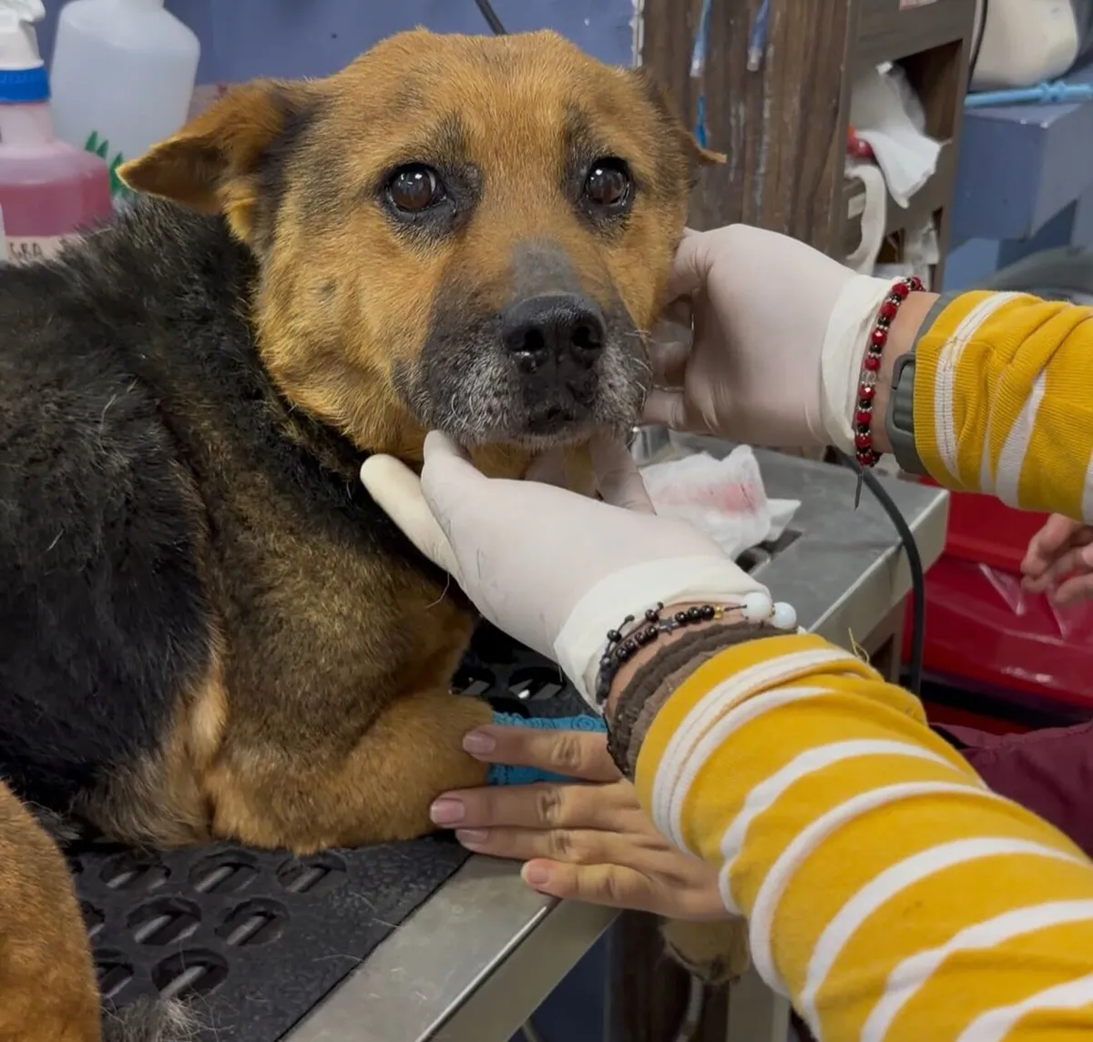 Rayito perrita rescatada en Mineral de la Reforma