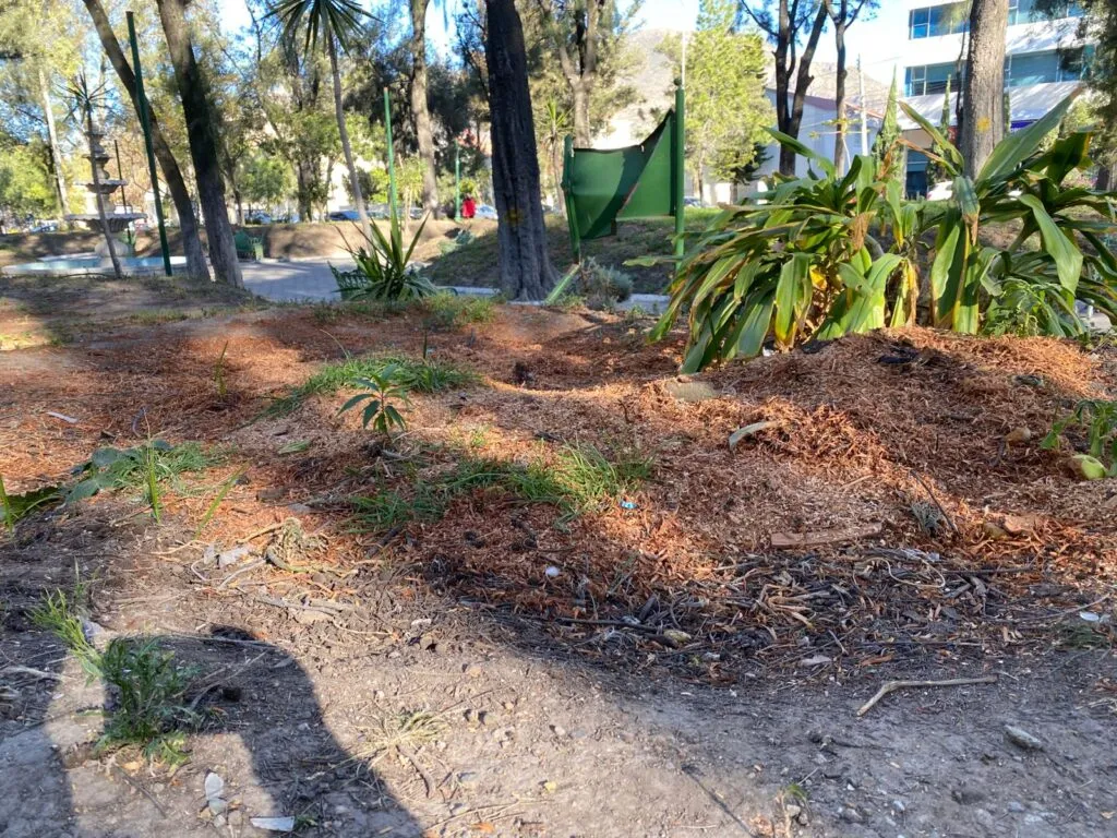 Plaga obliga al retiro de árboles en el Parque Pasteur