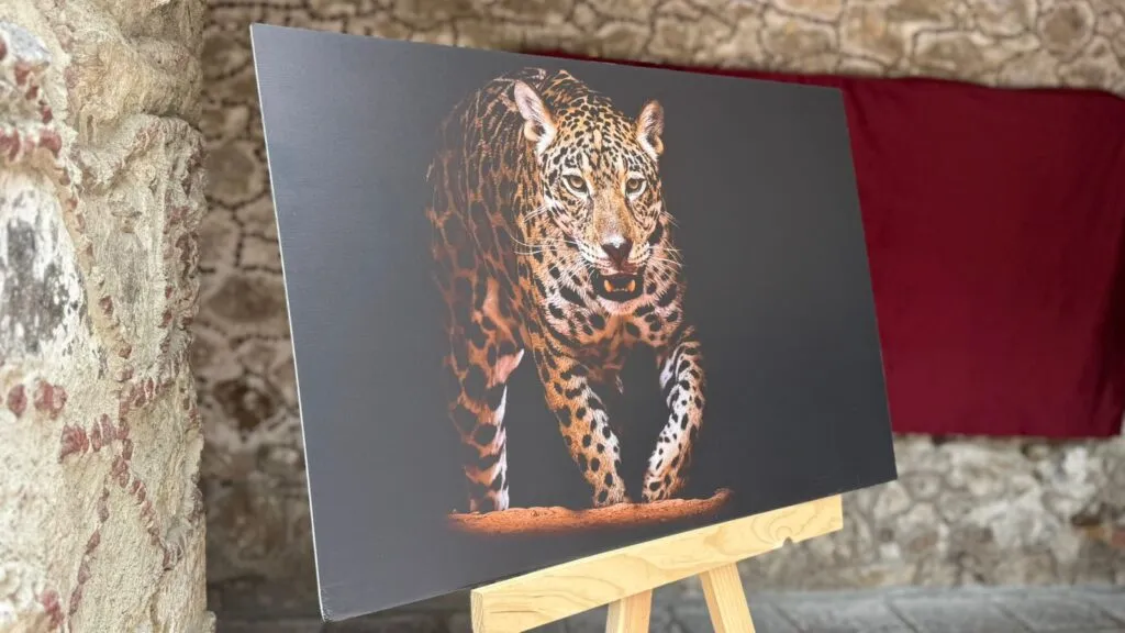 ¡Pacus inspira! Hidalgo celebra Día Estatal del Jaguar