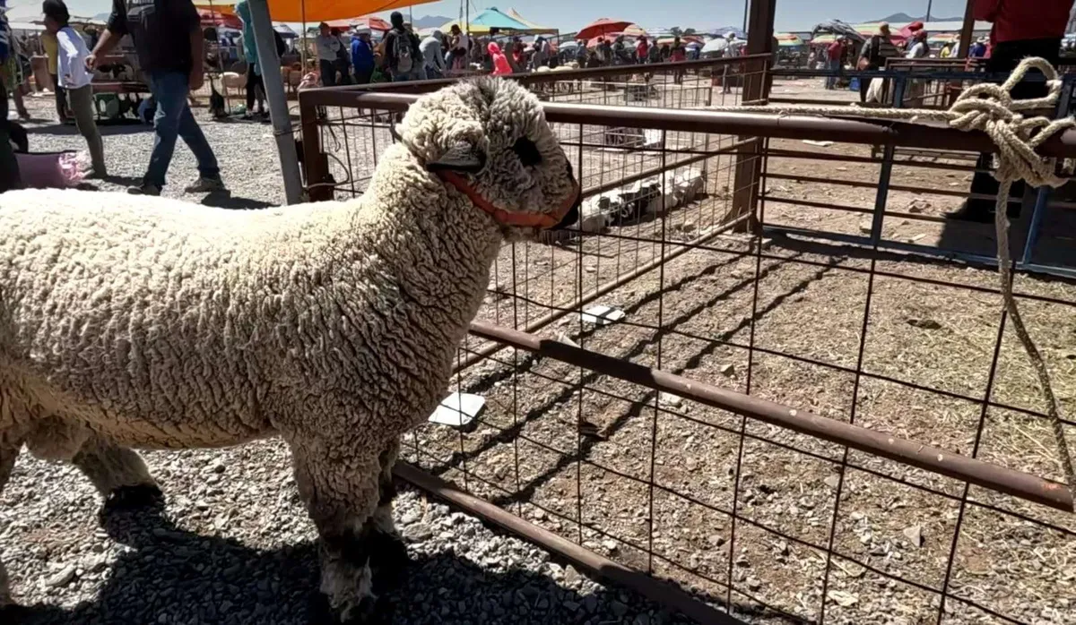 Roban camioneta cargada de borregos en tianguis de Actopan