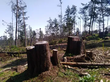 En 18 años, Hidalgo perdió el 11% de sus bosques