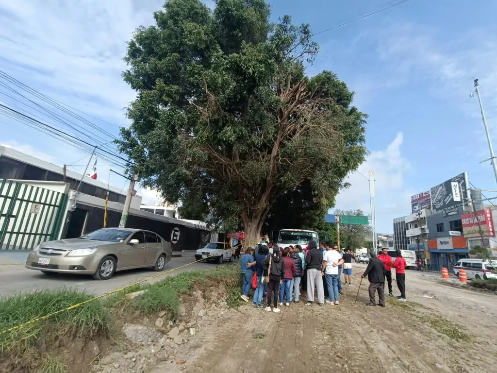 Tula mutila árboles y vecinos frenan la poda que ya afectó a cinco