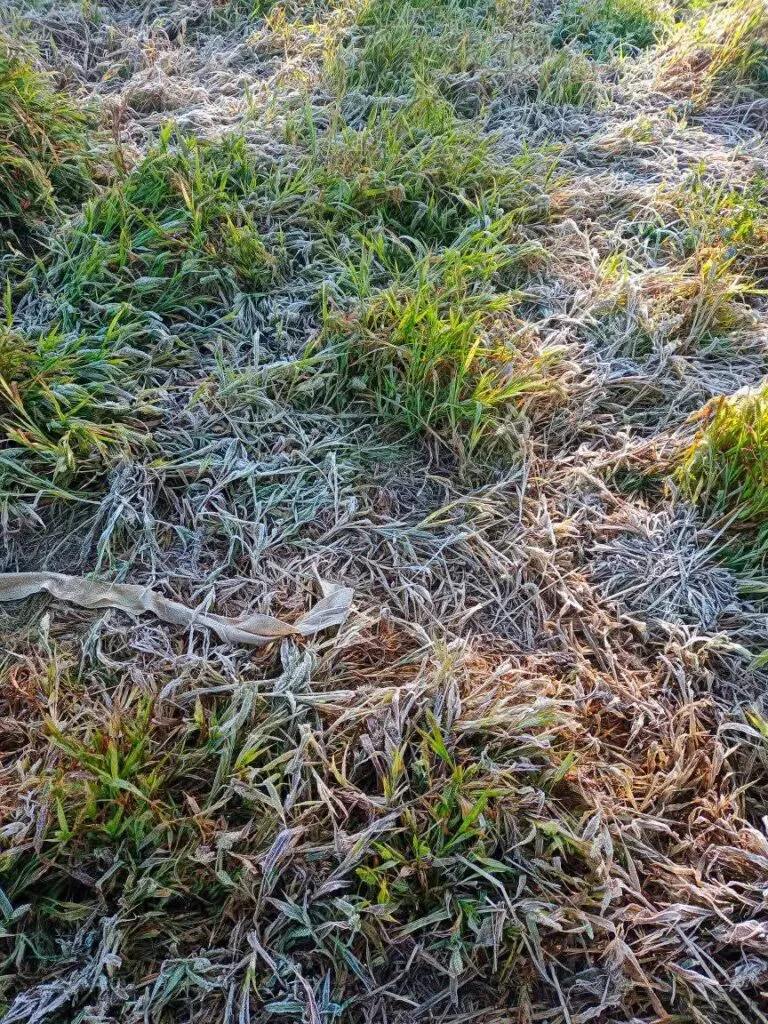 Continúan las heladas en Hidalgo: vegetación cubierta de escarcha en varios municipios