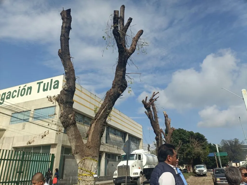 Tula mutila árboles y vecinos frenan la poda que ya afectó a cinco