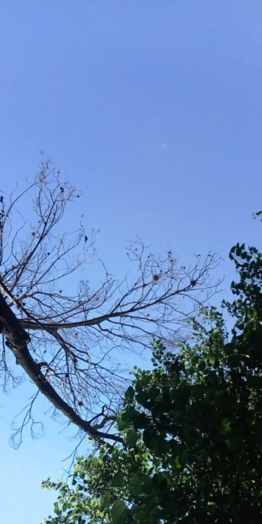 Detectan plaga de heno motita en jardines de calle Juárez en Tulancingo