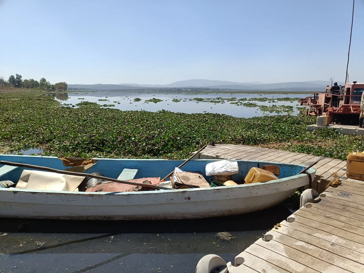 El lirio acuático tiene los días contados. Conagua usará barcos especiales para eliminarlo
