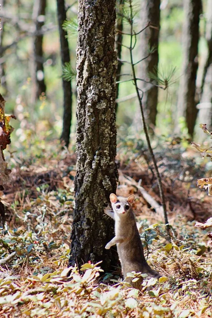 Liberan fauna rehabilitada en área natural de Epazoyucan