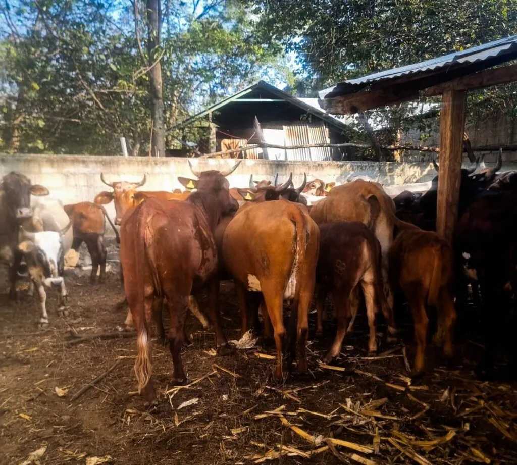 Vacunas, vitaminas y pruebas: así cuidan el ganado en Huasca de Ocampo