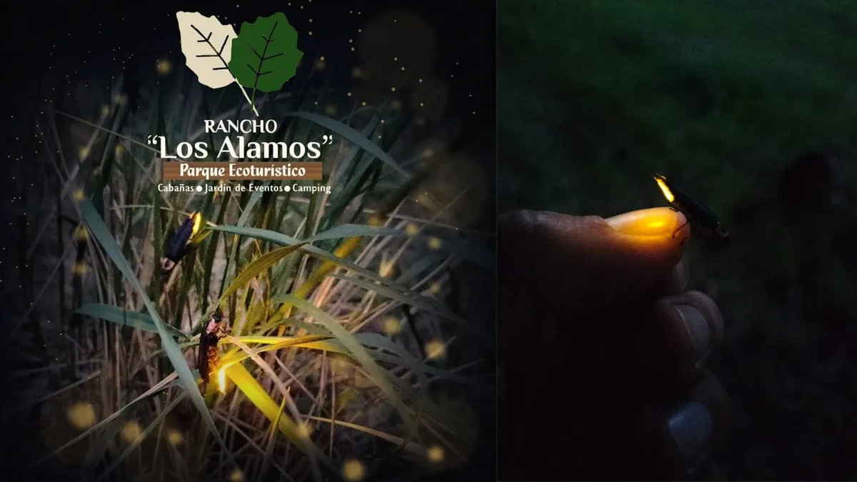 ¿Buscas qué hacer en Hidalgo? Disfruta una caminata nocturna entre luciérnagas y café de olla