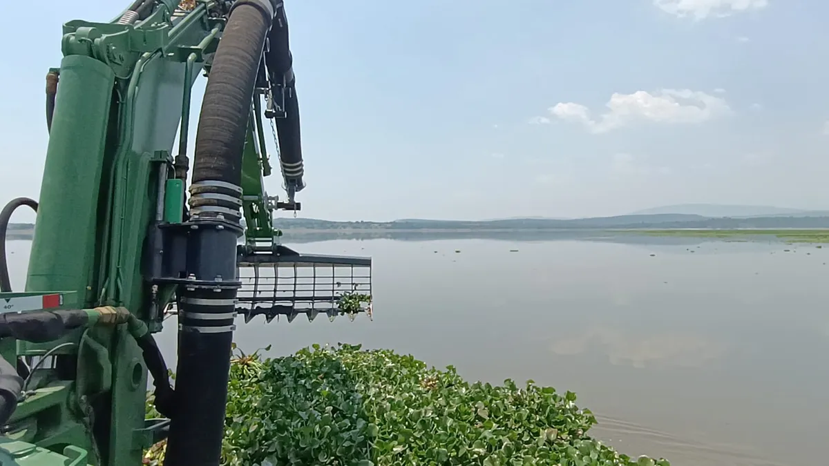 Marinos y pobladores mantienen lucha contra el lirio en la presa Endhó; desmienten a panistas