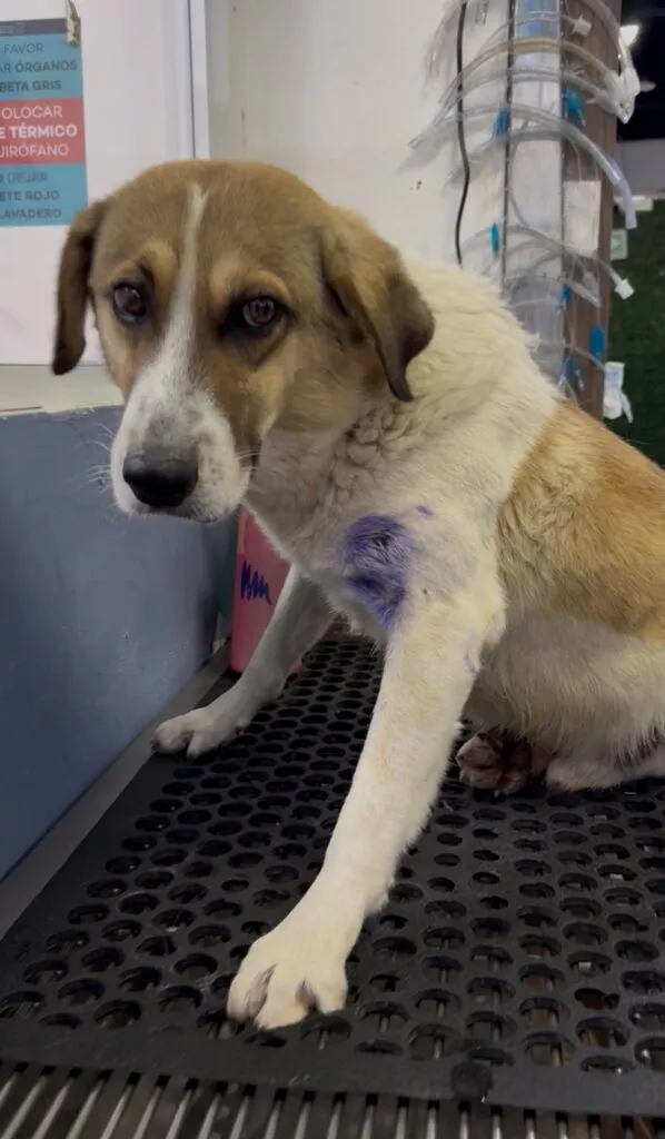 [VIDEO] Perro herido por disparos; acusan a la Guardia Nacional en San Agustín Tlaxiaca