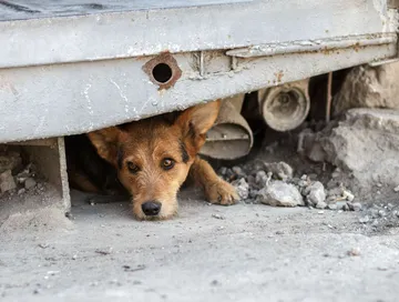 Maltrato animal: rescatan a cuatro perritos en situación de abandono