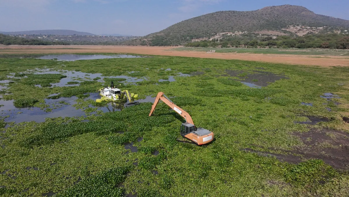 Reducen a la mitad el lirio acuático en la presa Endhó