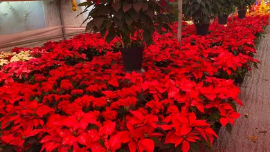 La flor más emblemática de la Navidad vuelve a llenar México de color. Estos son los cuidados clave que recomiendan las autoridades.