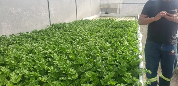 Instalan módulos de acuaponía en la Presa Endhó para producir alimentos y limpiar agua