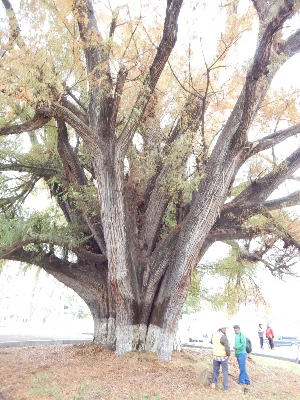 El Sabino, árbol ancestral de Zimapán, está muriendo