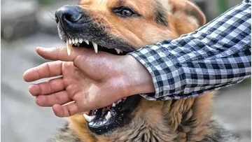 Casi 30 millones de pesos para vacunación antirrábica de perros y gatos en Hidalgo