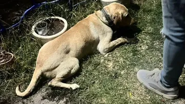 Atotonilco de Tula: Ante envenenamiento de perros y gatos, el ayuntamiento llama a denunciar el maltrato animal