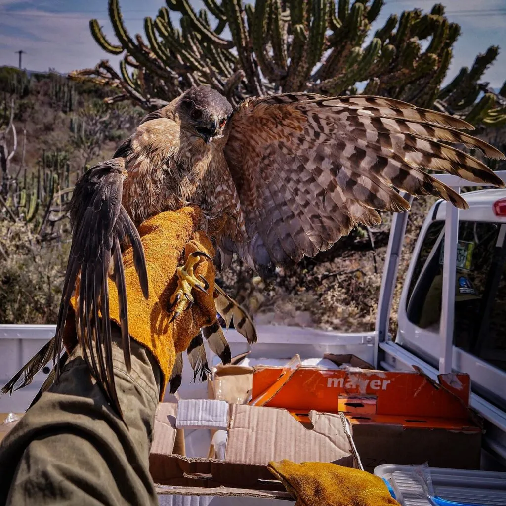 Liberan fauna silvestre a su hábitat en Hidalgo