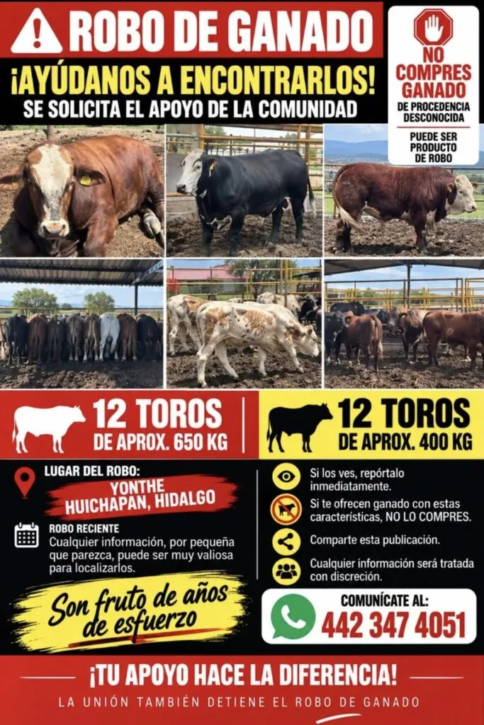 Roban 24 toros durante la madrugada en Hidalgo