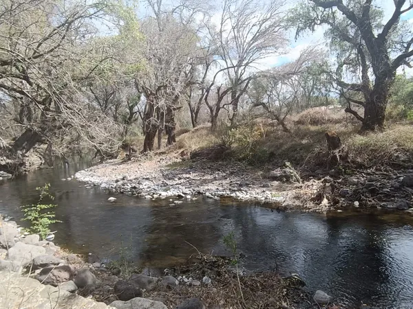 Denuncian aumento en el derribo ilegal de árboles en la ribera del río Rosas; autoridades ya investigan.